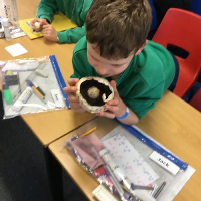 Y6 - FUNGI CLASSIFICATION