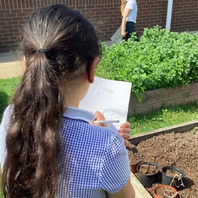 Y3 - PLANTS AND LIFE CYCLES TOPIC